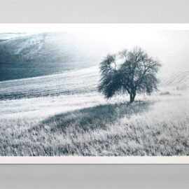 Black and white photograph of a lonely tree